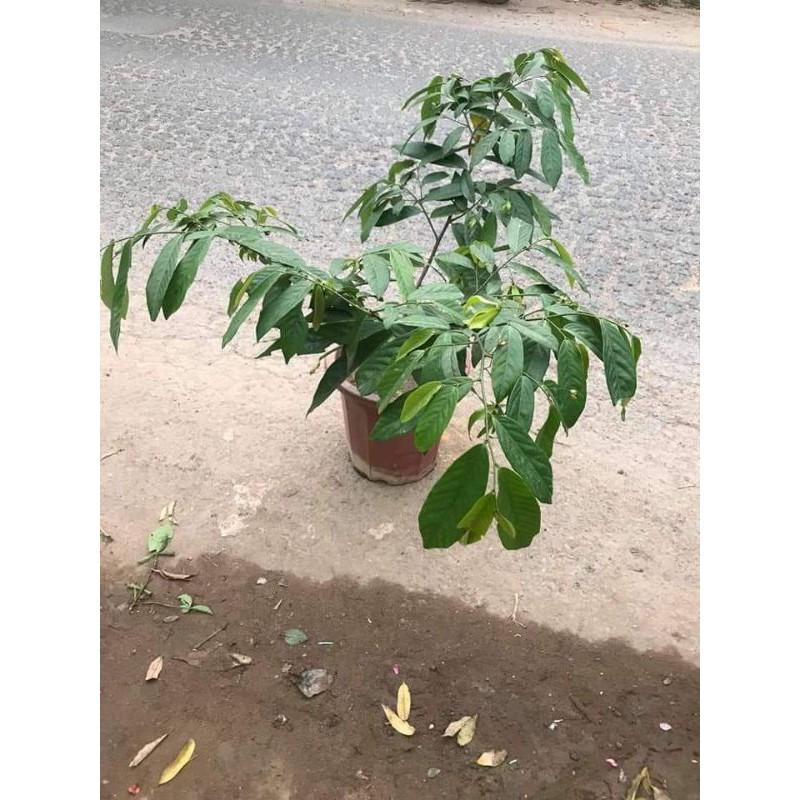 CÂY HOA DẺ SẴN HOA