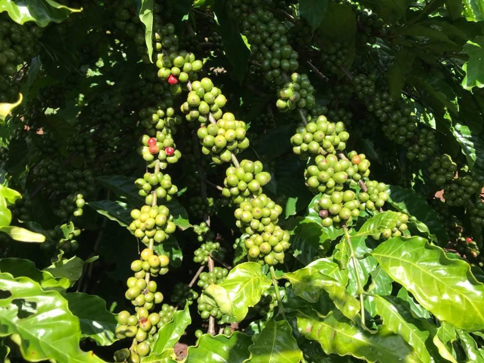 1 KG HẠT GIỐNG CÀ PHÊ THIỆN TRƯỜNG CAO SẢN - TỶ LỆ NẢY MẦM CAO.