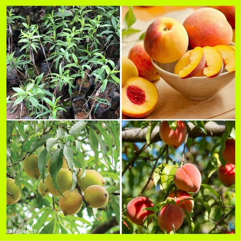 Cây giống đào tiên Nhật Bản, đào ăn quả chịu nhiệt tốt.