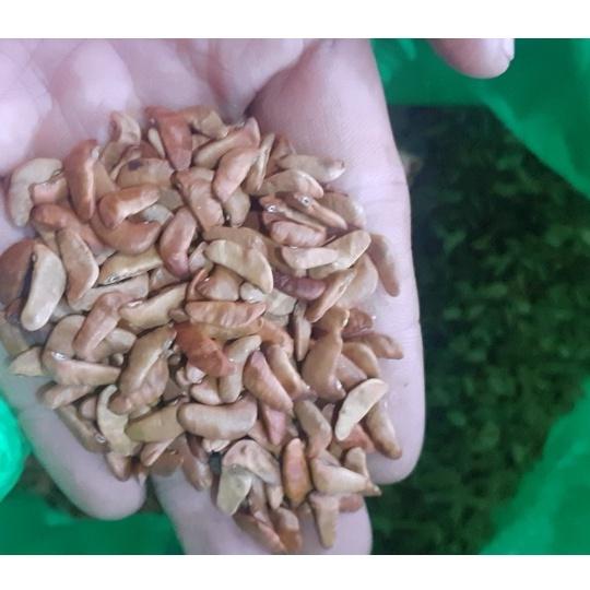 200 gram hạt giống cây dáng hương