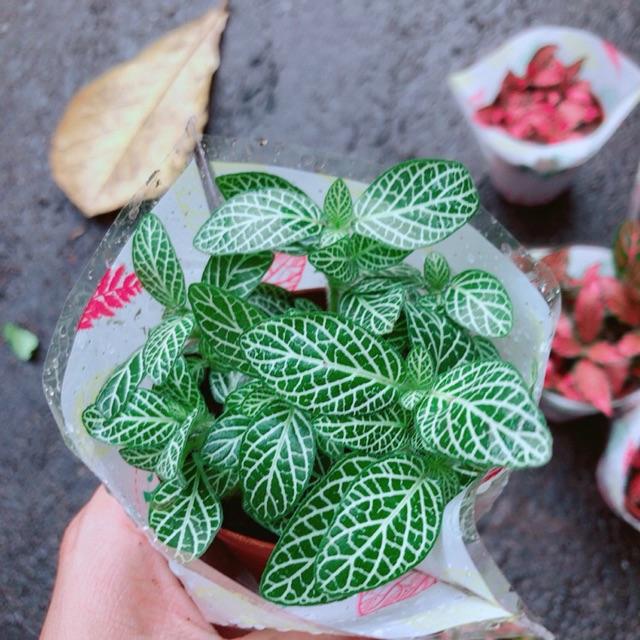 Cẩm Nhung  xanh lá nhạt