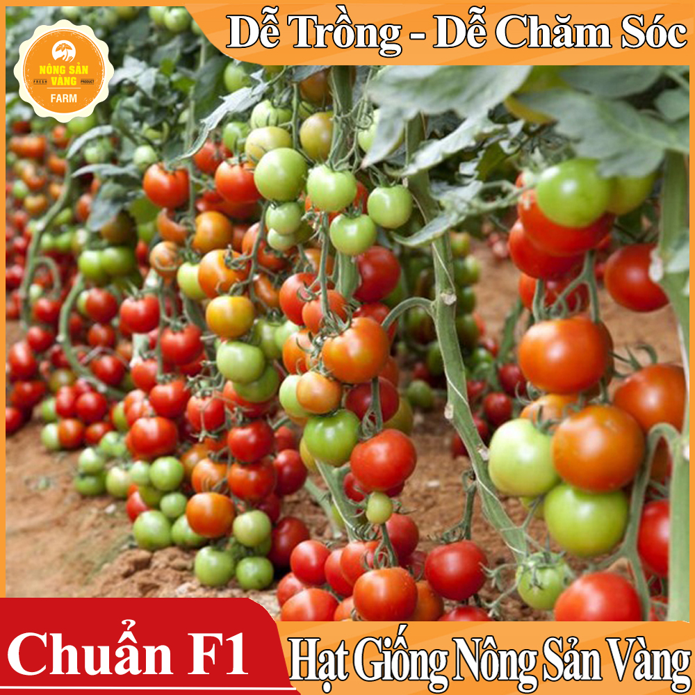 Hạt giống Cà Chua Leo Giàn - Nông Sản Vàng