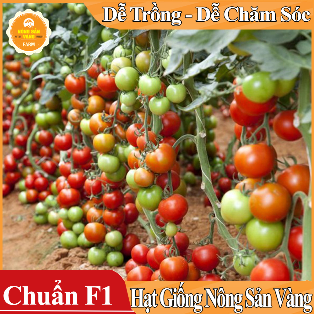 Hạt giống Cà Chua Leo Giàn ( Gói 20 Hạt ) - Nông Sản Vàng