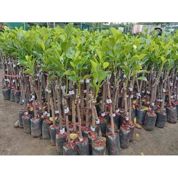 Cây giống mít thái siêu sớm