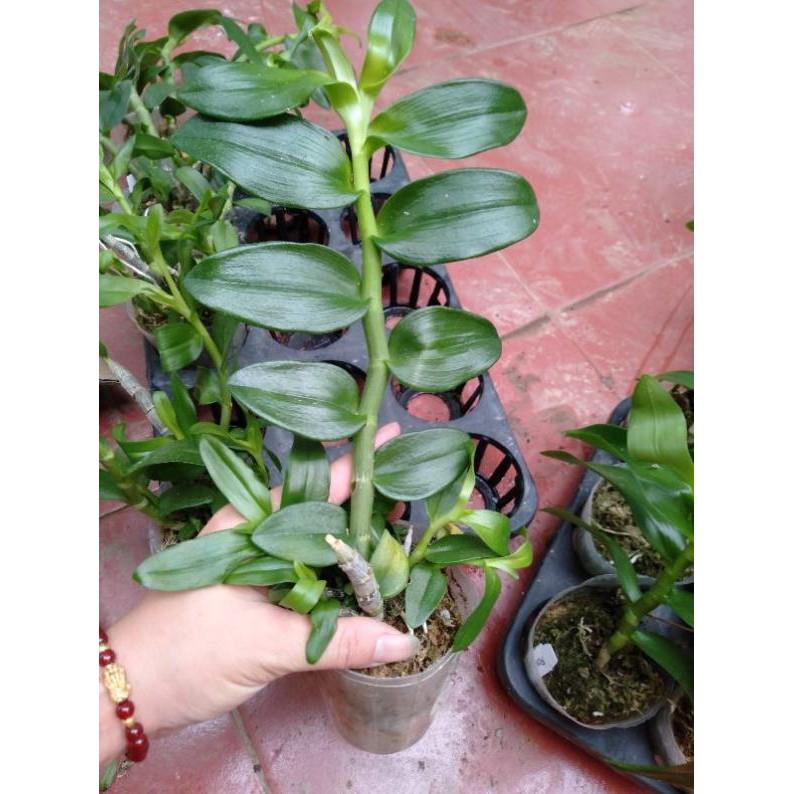 Hoa phong lan trầm thiên long