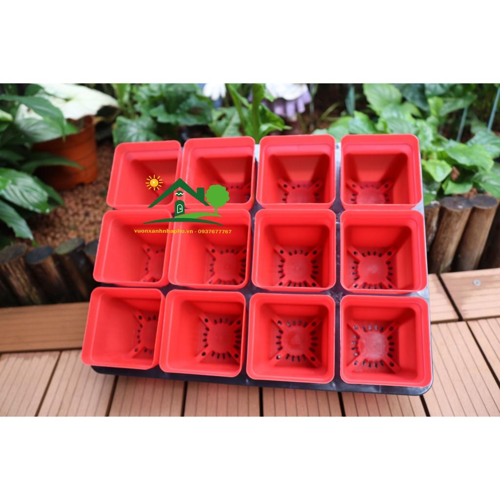 10 chậu trồng sen đá bonsai xương rồng có 8 màu chọn 7x7x8cm