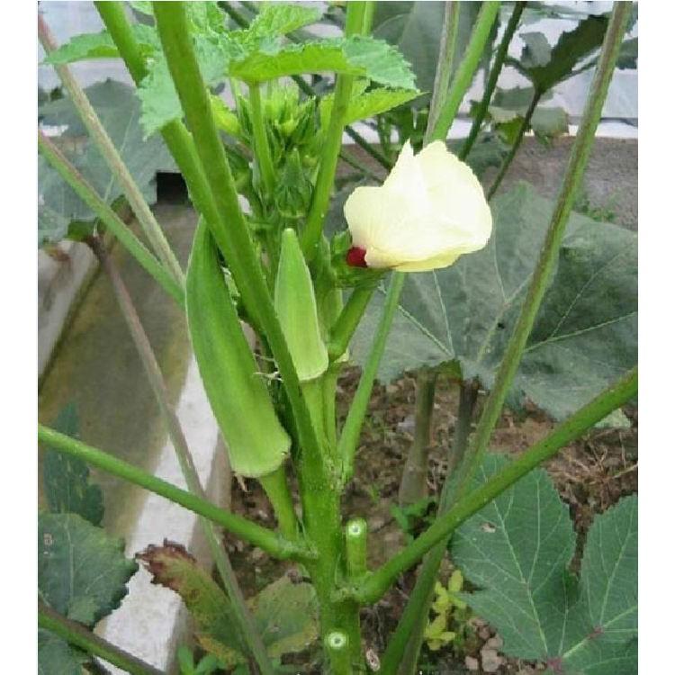 Hạt giống đậu bắp xanh cao sản 10gr/gói