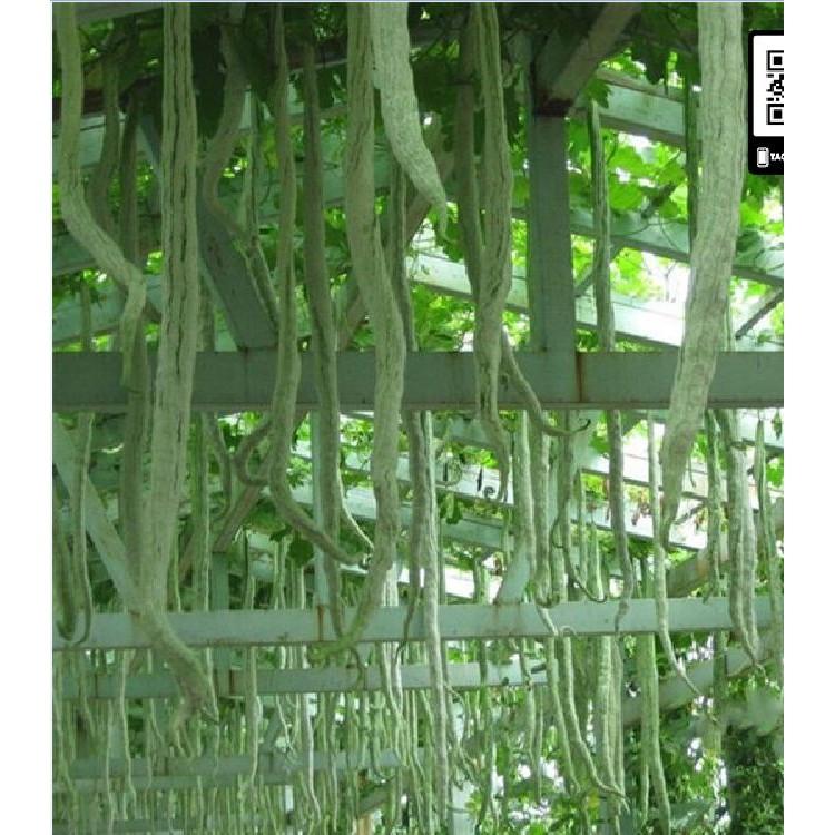 Hạt giống mướp rắn  quả dài - 5 hạt/gói