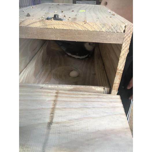 Tổ gỗ đẻ có hộc dành cho vẹt cock, greencheck,....