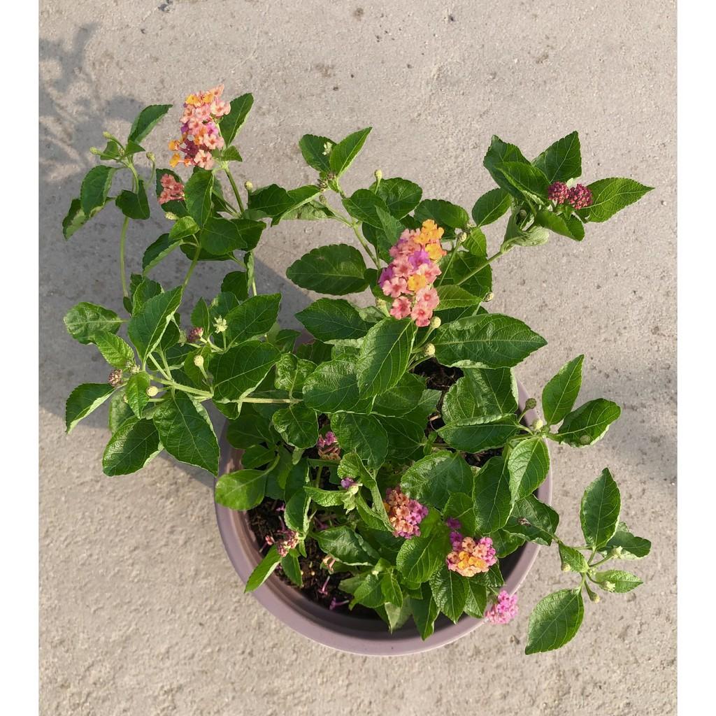 Cây hoa Ngũ Sắc màu hồng