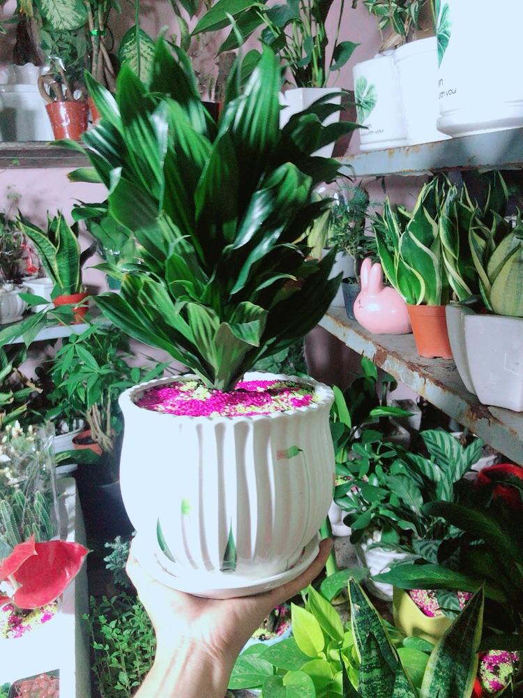 Chậu Cây Phát Tài Lá