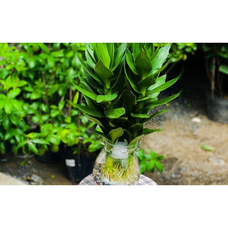 CÂY GIỐNG CÂY PHÁT TÀI BÚP SEN . *