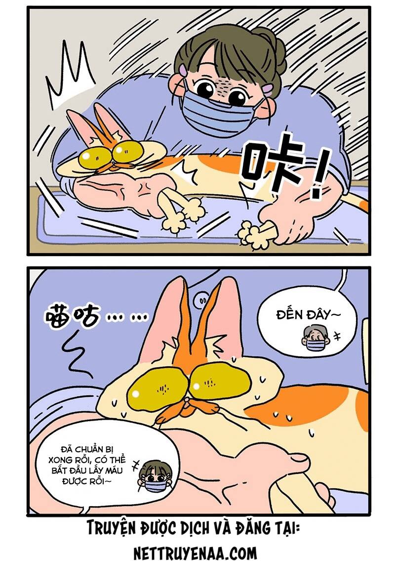 a mãn và mạch trà chapter 13 4