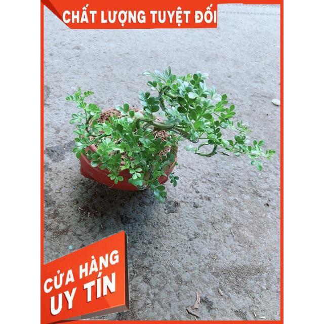 Chậu Cây Cần Thăng