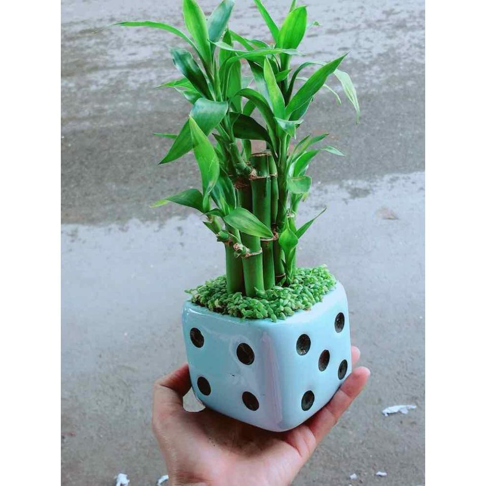 Chậu Trúc Phát Tài Bán Chạy