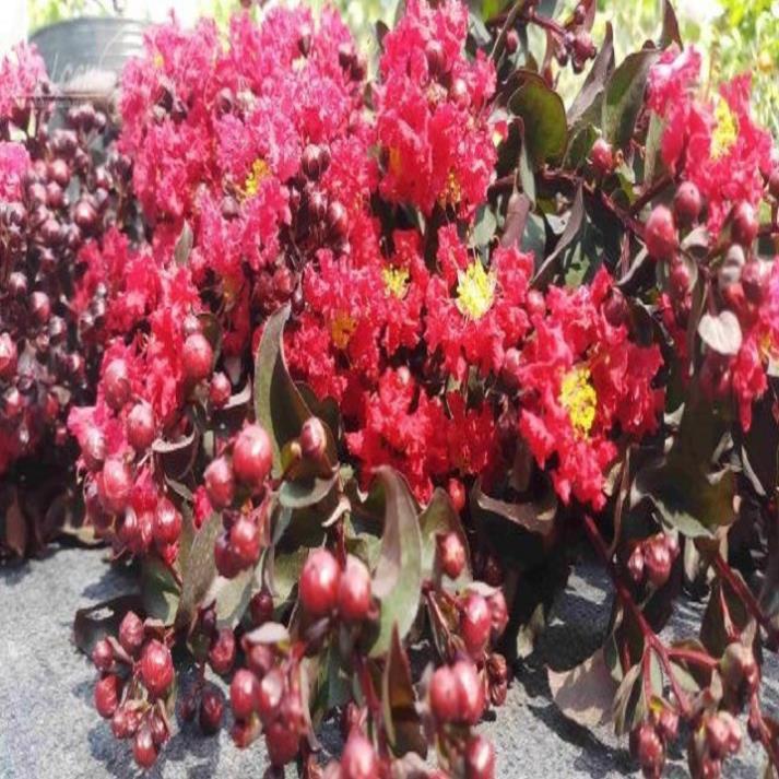 CÂY GIỐNG TƯỜNG VY ĐỎ ĐẬM, HOA ĐỎ LÁ ĐỎ RED HOT,CAM KẾT GIỐNG CHUẨN LOẠI 1