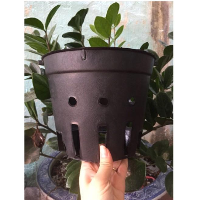 5 Chậu Nhựa Trồng Lan phi 16