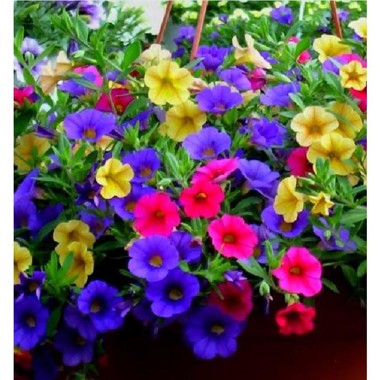 Combo 2 gói Hạt giống hoa triệu chuông mix màu -gói 50 hạt-tặng kèm gói phân bón lót