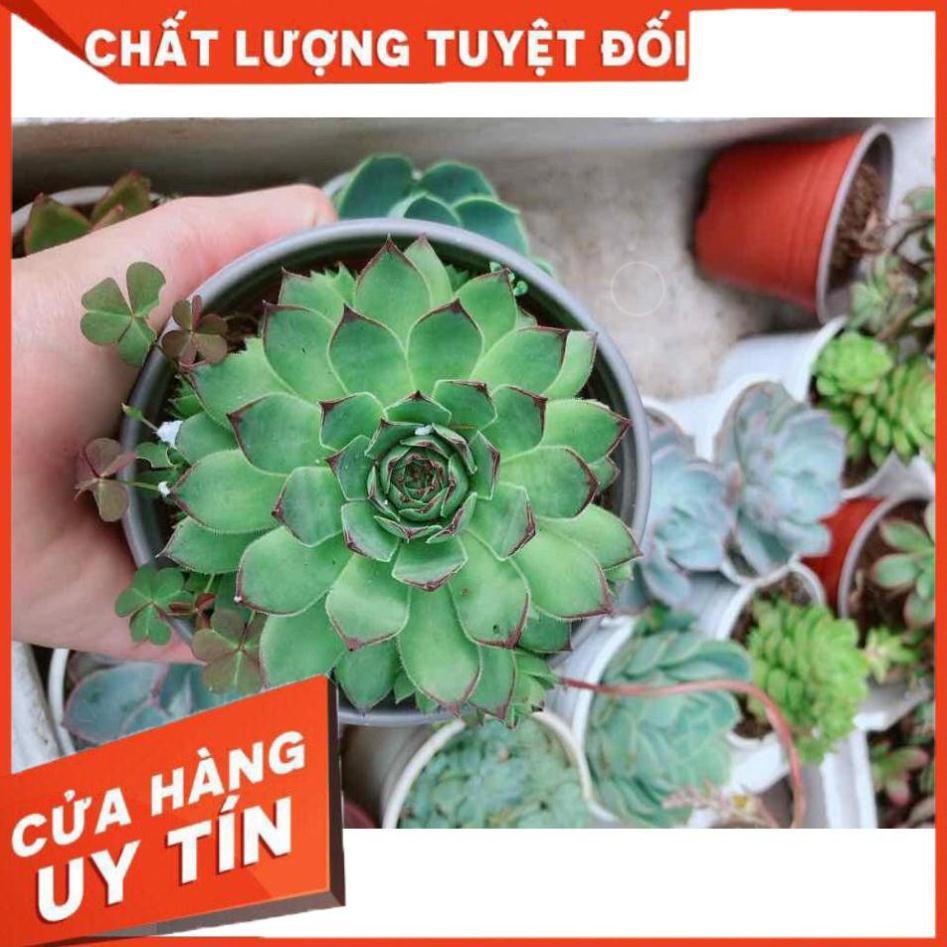 Sen đá phật bà kèm chậu sứ trắng Nhiều Người Mua