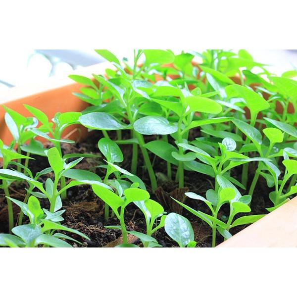 Hạt Giống Rau Mồng Tơi Gói 20g Dễ Trồng - Sinh Trưởng Khỏe