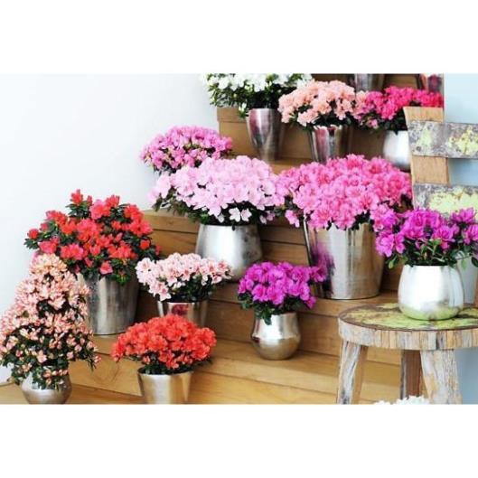 COM BO 3 CÂY GIỐNG HOA ĐỖ QUYÊN NHẬT BẢN ĐỦ MÀU