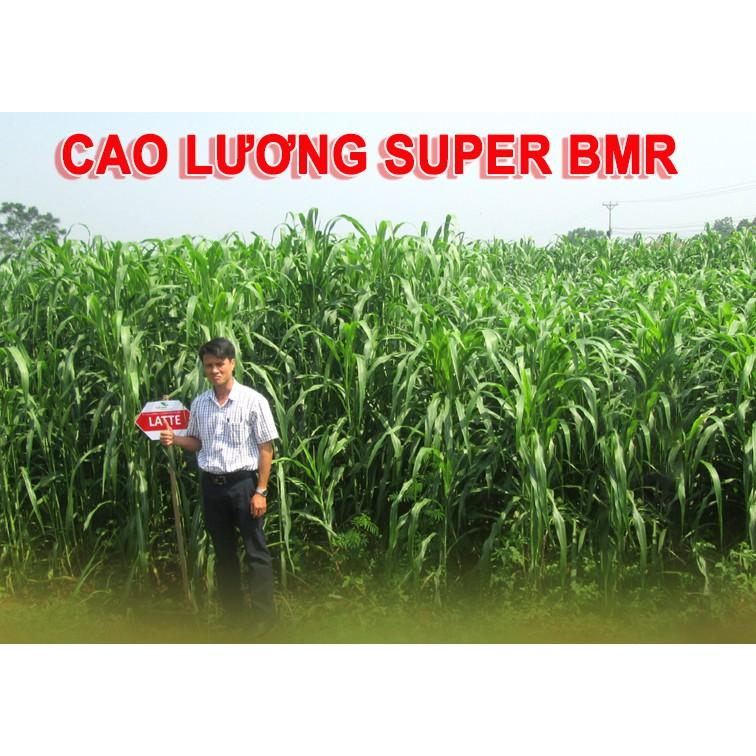 Hạt giống cỏ Sudan Super BMR - Cỏ Ngô (gói 1kg)