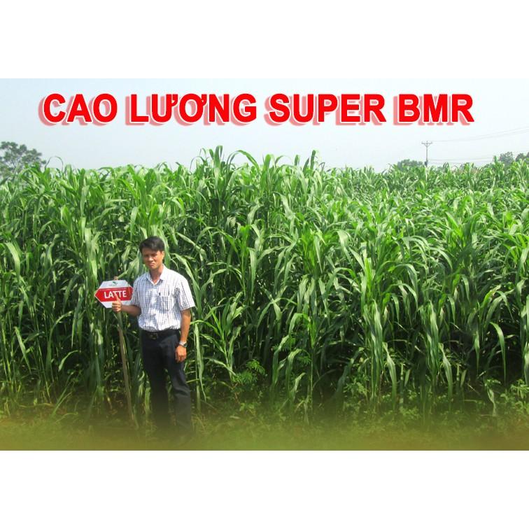Hạt giống cỏ Sudan Super BMR - Cỏ Ngô
