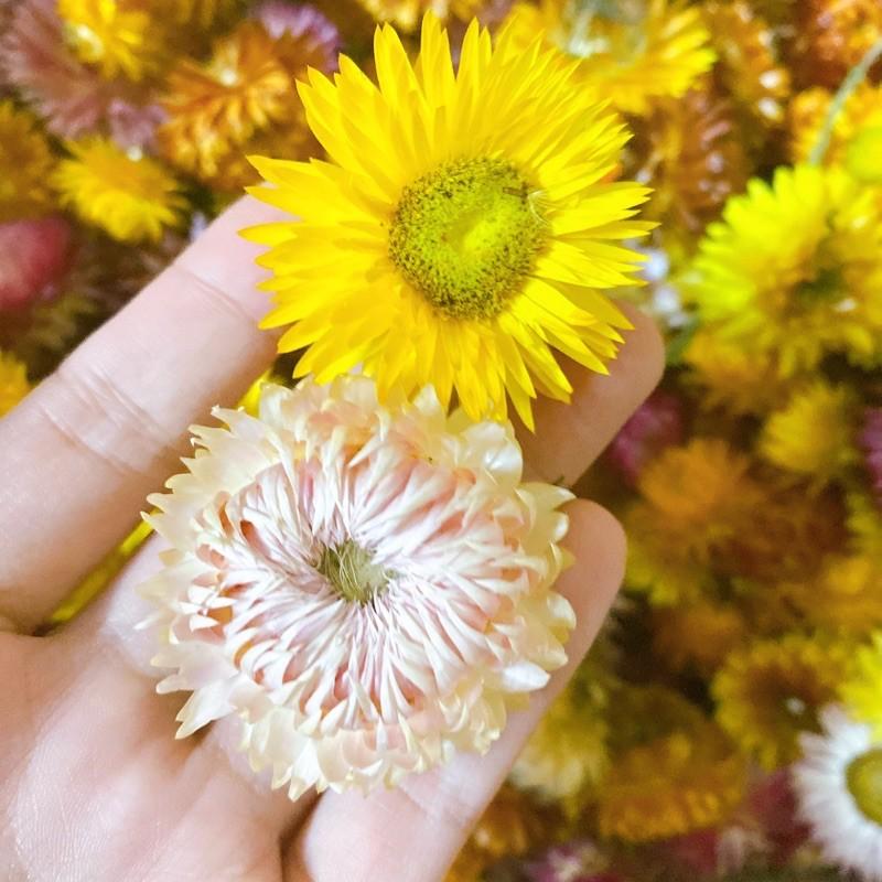 Hoa Bất Tử ️ Hoa khô Cúc Bất Tử trang trí cực đẹp (Hàng loại 1)