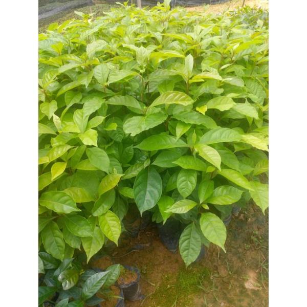 Cây dổi giống