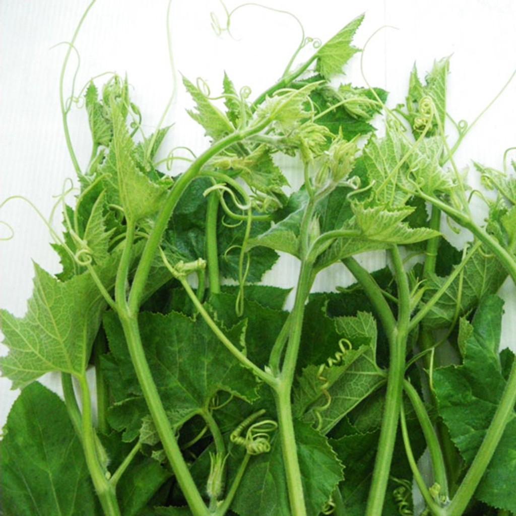 Hạt giống bí siêu ngọn F1 dễ trồng năng suất cao chống sâu bệnh cửa hàng hạt giống uy tín