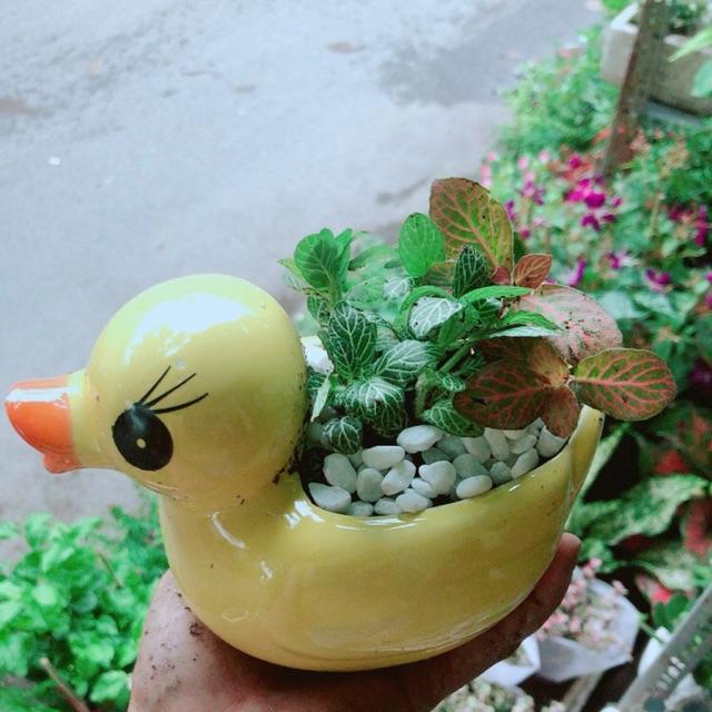 Chậu Cẩm Nhung