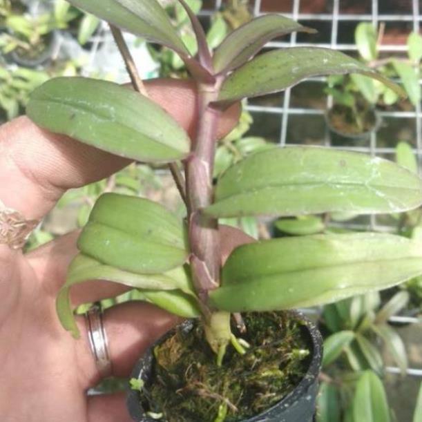 Hoa Lan giả hạc Bệt di linh xuân ki mập khỏe ấm chậu