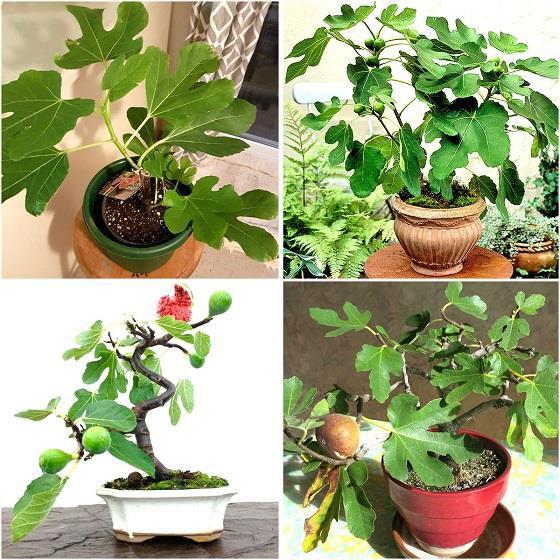Combo 3 Gói Hạt Giống Sung Mỹ - Sung Ngọt