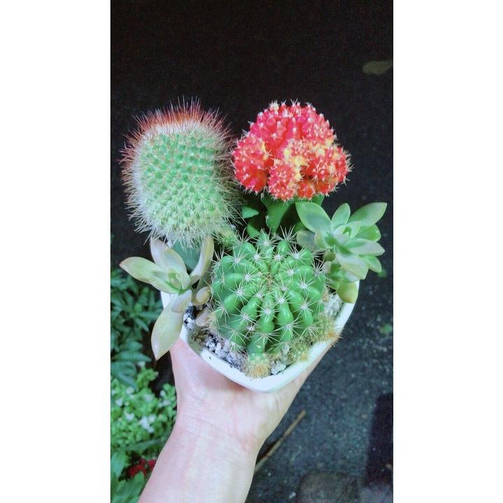 Chậu Cây Xương Rồng Tiểu Cảnh