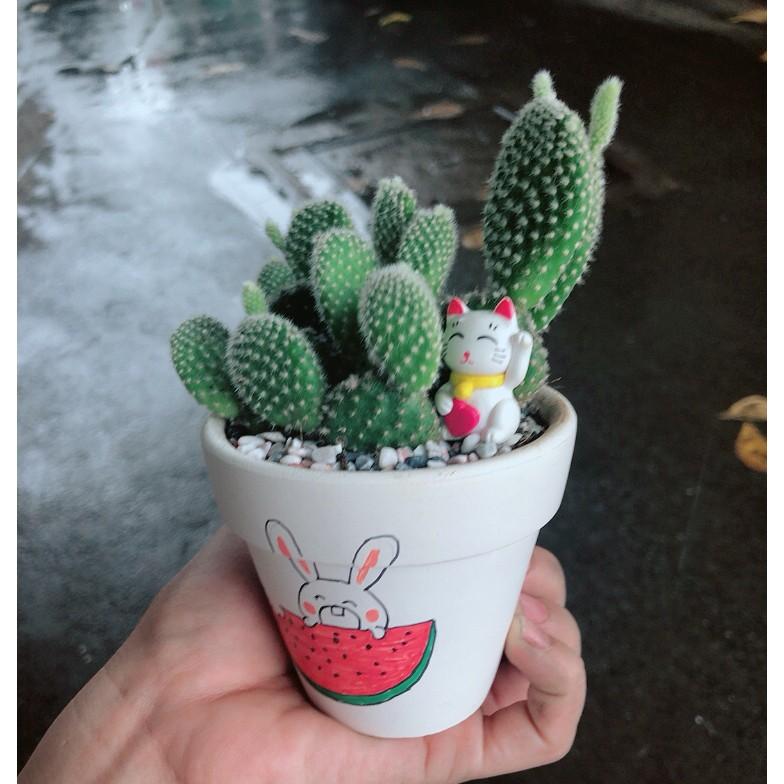 Chậu sen đá tiểu cảnh 8