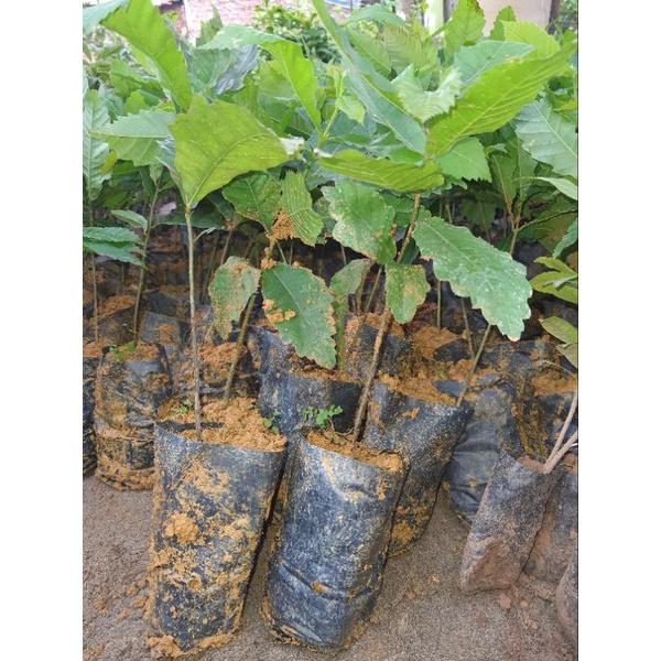 Cây giống hạt dẻ