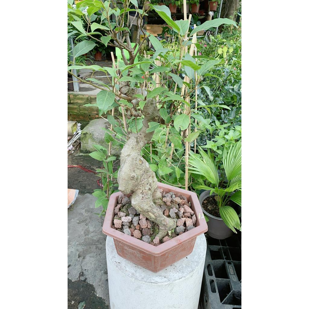 Chậu Sung Bonsai Size Lớn