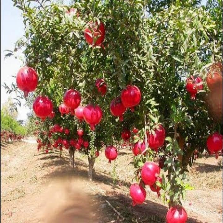 CÂY GIỐNG LỰU ĐỎ ẤN ĐỘ SIÊU QUẢ,