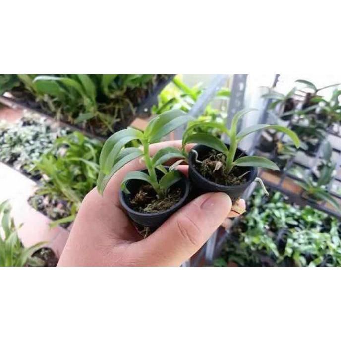 Phi điệp 5ct phú thọ gieo hạt