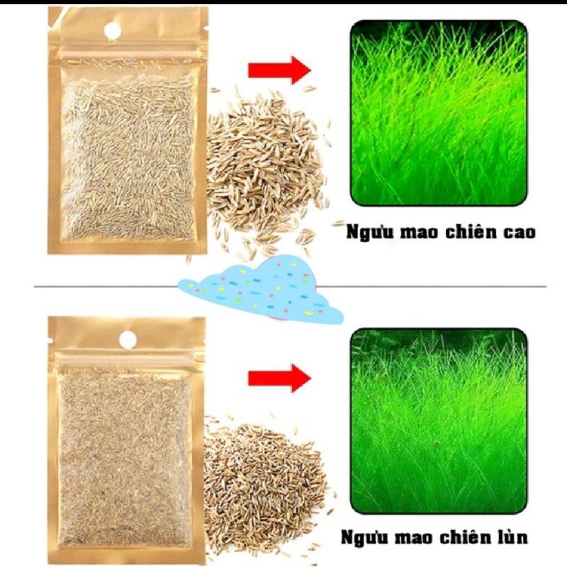 Hạt giống cây thủy sinh- Trân châu, ngưu mao chiên, cỏ tình yêu, cỏ may mắn - Mr Fish