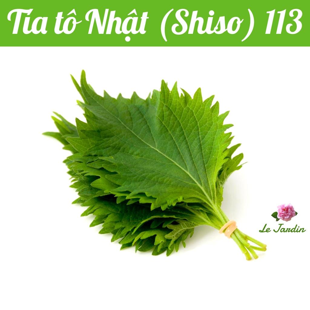 Hạt giống tía tô Nhật SHISO113 gói 0,5gr