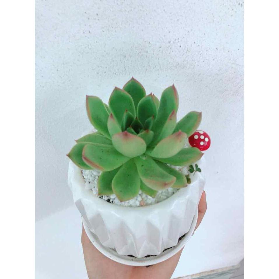 Chậu cây sen đá Bán Chạy