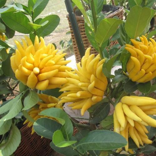 CÂY GIỐNG PHẬT THỦ SIÊU QUẢ SIÊU KINH TẾ-CAM KẾT GIỐNG CHUẨN F1 - CGCPTSQSKT