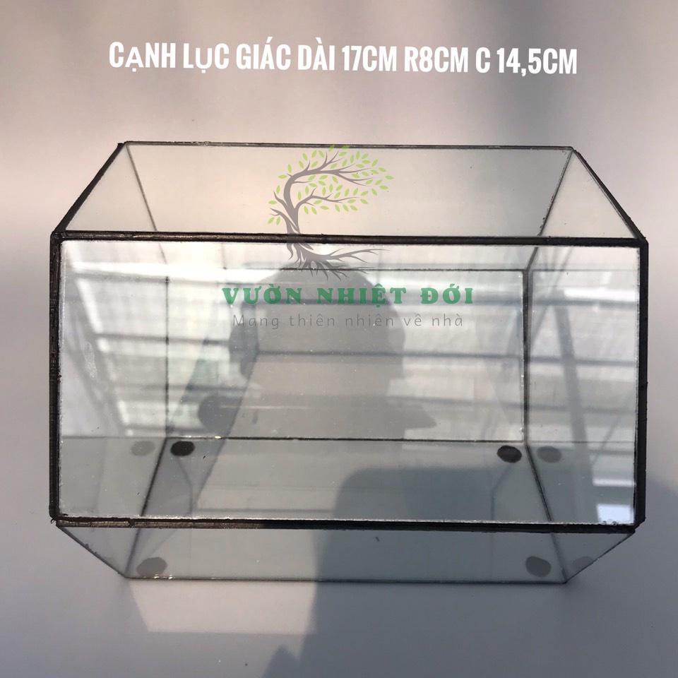 Bể Terrarium Đa Giác Setup Bán Cạn Để Bàn Làm Việc