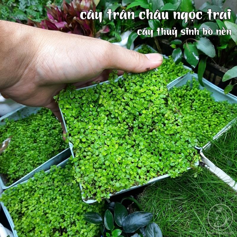 Cây Trân Châu Ngọc Trai - Cây thuỷ sinh tiền cảnh