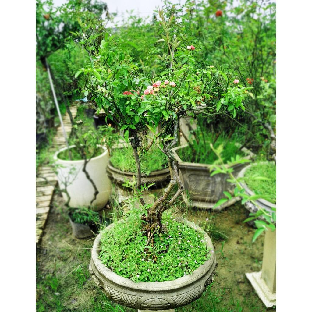 Chậu hoa hồng bonsai trang trí