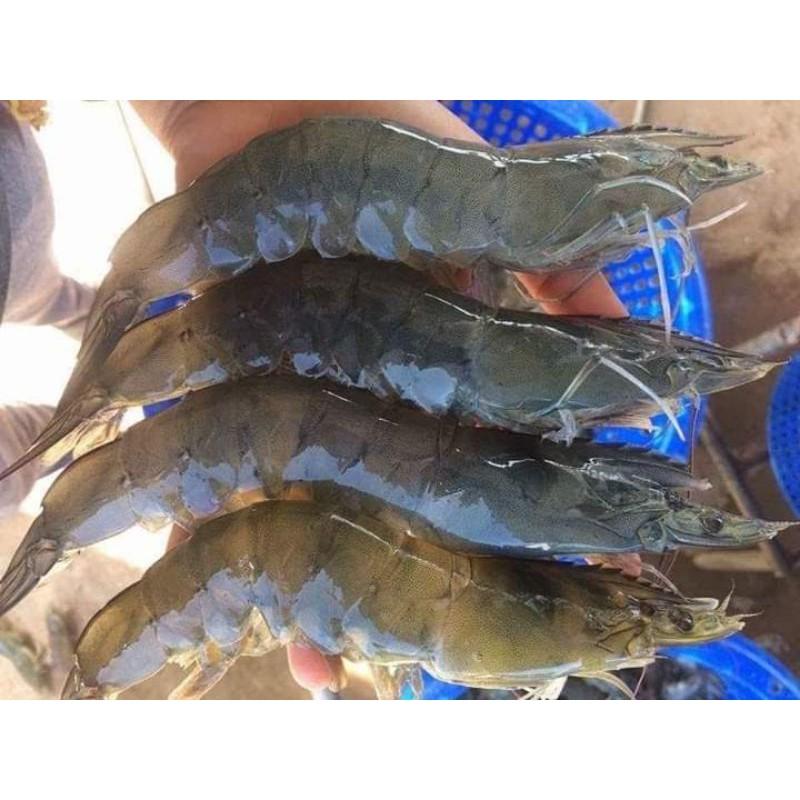 MEN SỐNG CAO TỎI THỦY SẢN 1kg