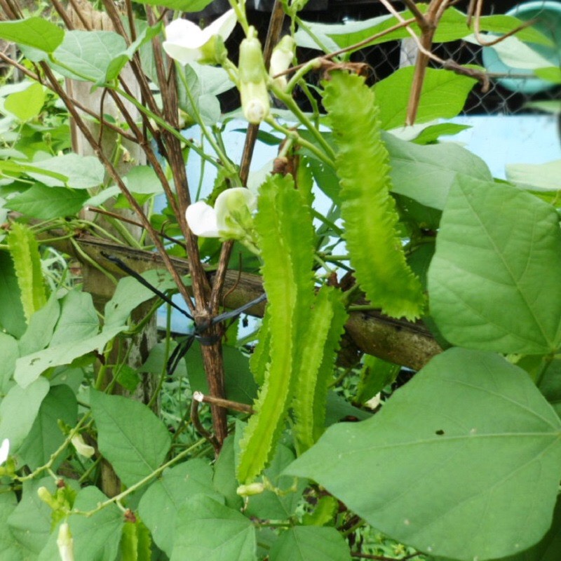 Hạt giống Đậu rồng 02