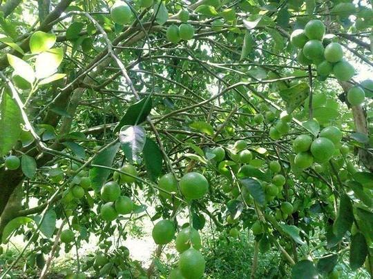 CÂY GIỐNG CHANH KHÔNG HẠT