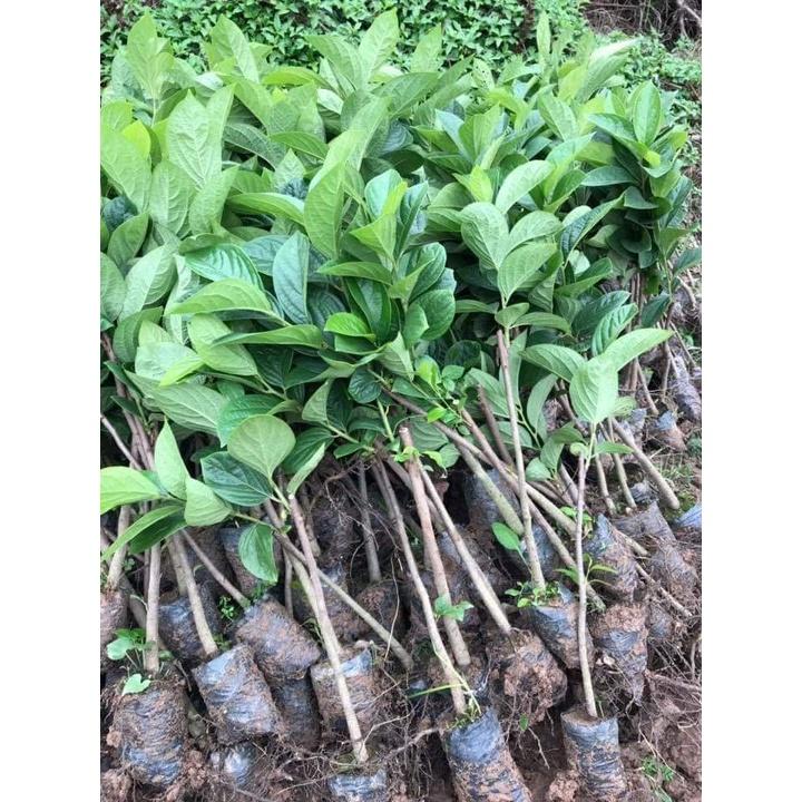 CÂY GIỐNG HỒNG GIÒN KHÔNG HẠT GHÉP SIÊU SỚM